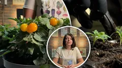 Pomidory zimą to możliwe: ekspertka zdradza triki na udane plony na parapecie