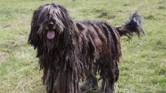 Trzy różne rodzaje sierści: wskazano najtrudniejszą w pielęgnacji rasę psa